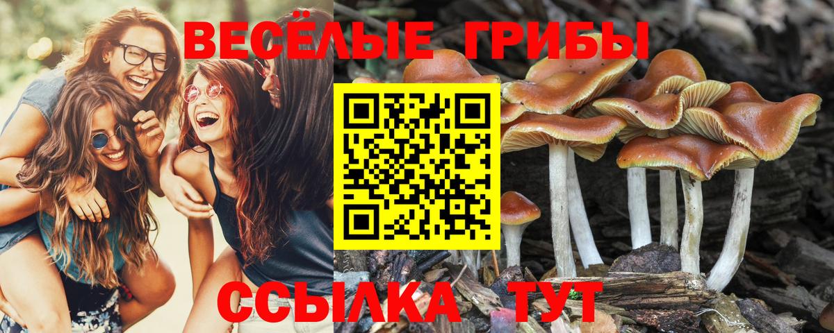 Псилоцибиновые грибы прущие грибы Гурьевск